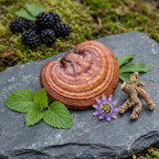 Reishi Calm: Relaxation Gummies